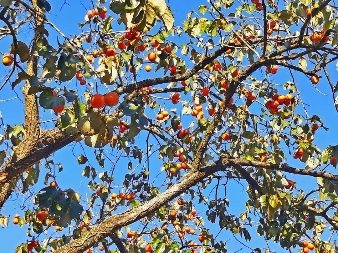 【韶關2日】秋攝紅葉 新豐紅葉世界.東華寺.湖心壩（bà）.住翁源龍泰酒店 2 天